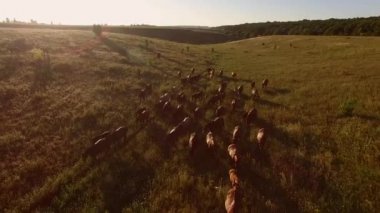 Çayır üzerinde yürüme atlar.