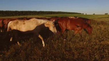 Çayır üzerinde yürüyen at sürüsü.