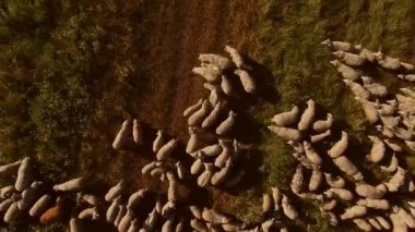 Koyun sürüsü Üstten Görünüm.