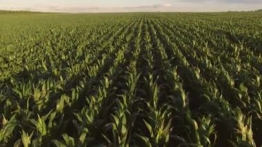 Mısır tarlası--dan soluduğumuz hava görünümünü.