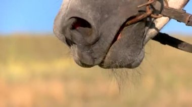 Snaffle bit ata.