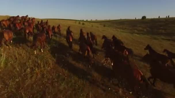 Les chevaux bruns courent .
