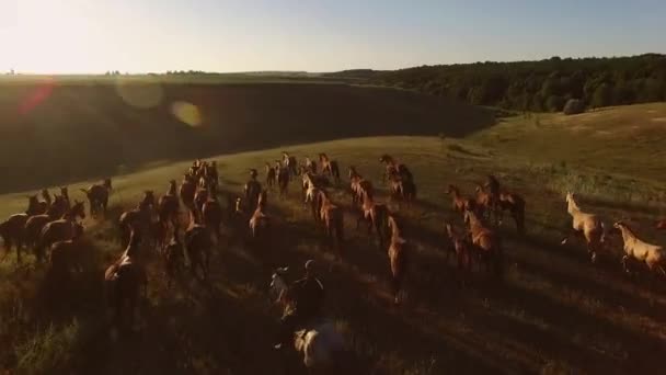 Paarden zijn galopperen op gras. — Stockvideo