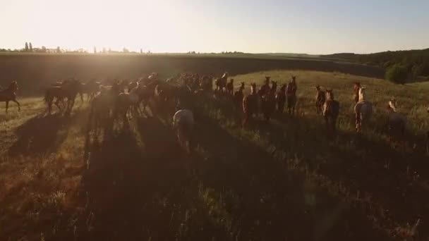 Group of running horses. — Stock Video