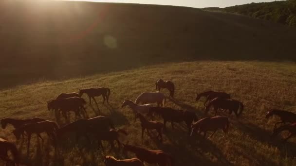 Galopujący stada koni. — Wideo stockowe