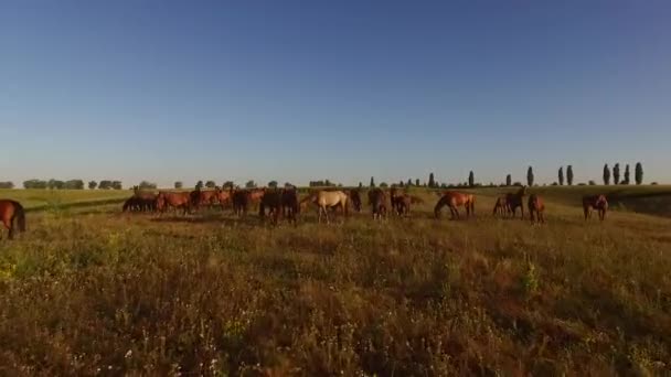 Horse herd on the meadow. — Stock Video