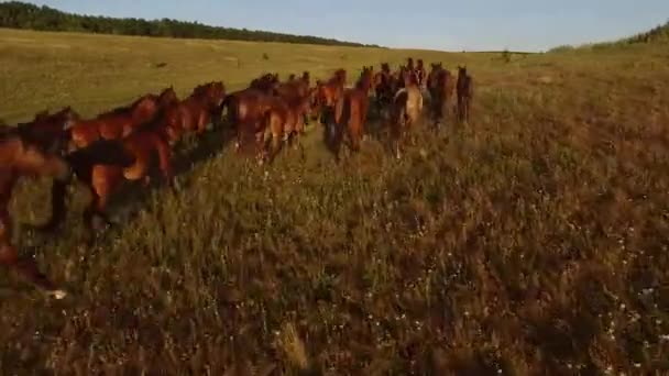 Kudde van bruin paarden. — Stockvideo