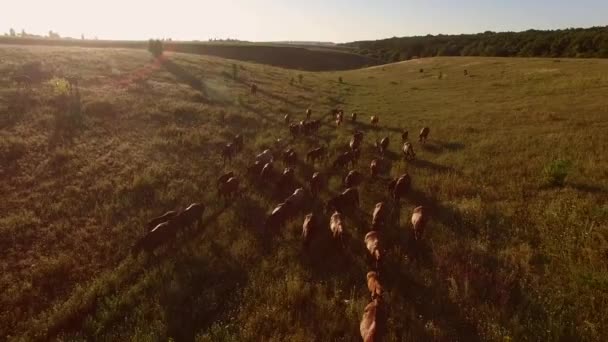 Chevaux marchant sur la prairie . — Video