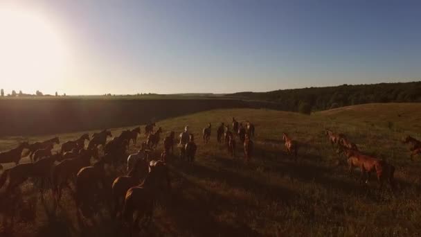 Horse herd running on meadow. — Stock Video