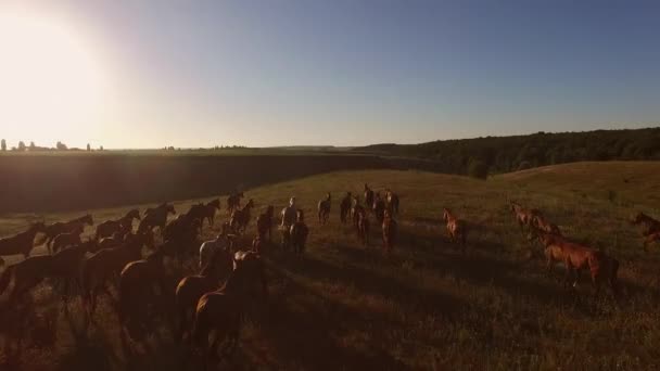Troupeau de chevaux courant sur la prairie .