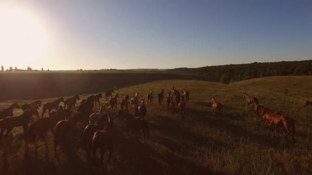 Horses running in slow motion. — Stock Video