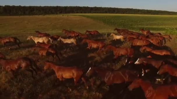 Pferde galoppieren auf Wiese. — Stockvideo