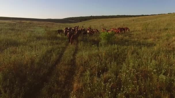 Flock med hästar på äng. — Stockvideo