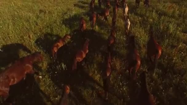 Cavalos andando na grama . — Vídeo de Stock