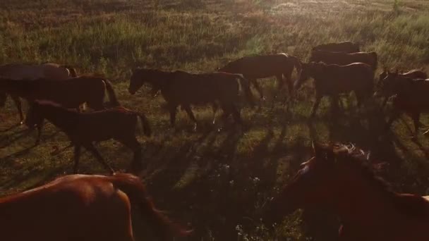 Horses walking on meadow. — Stock Video
