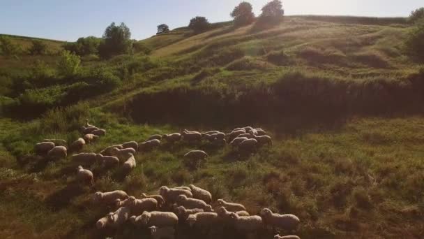 Grupp av fåren. Djuren på ängen. — Stockvideo