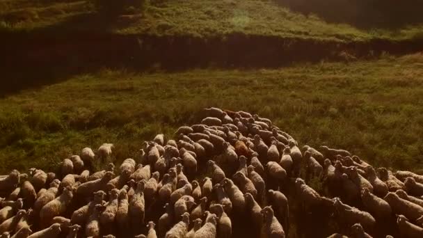Flock av får. — Stockvideo