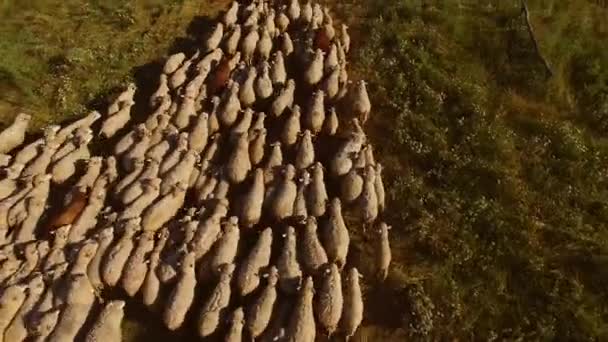 Стадо овец движется. . — стоковое видео