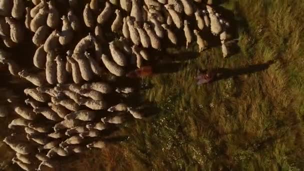 Vista aérea del rebaño de ovejas . — Vídeo de stock