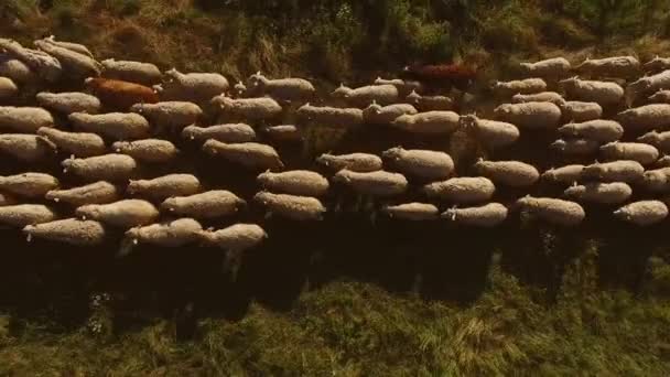 Blick von oben auf wandernde Schafe. — Stockvideo