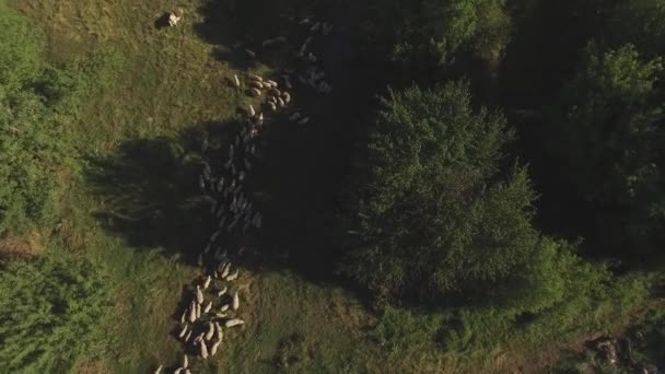 Luchtfoto van de kudde schapen. — Stockvideo
