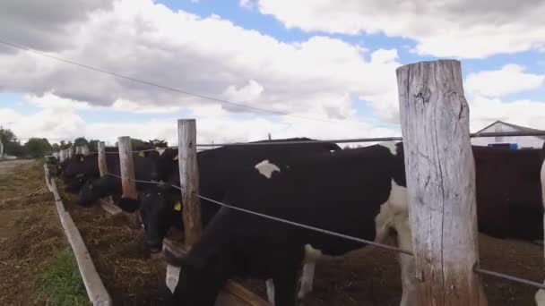 Vacas comem feno. — Vídeo de Stock