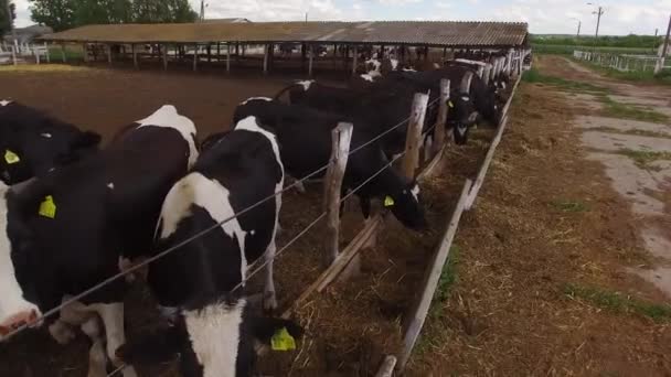 Vacas de pie cerca de valla . — Vídeos de Stock