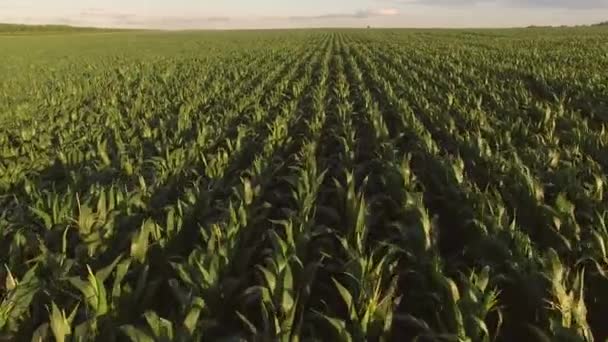 Вид кукурузного поля с воздуха . — стоковое видео