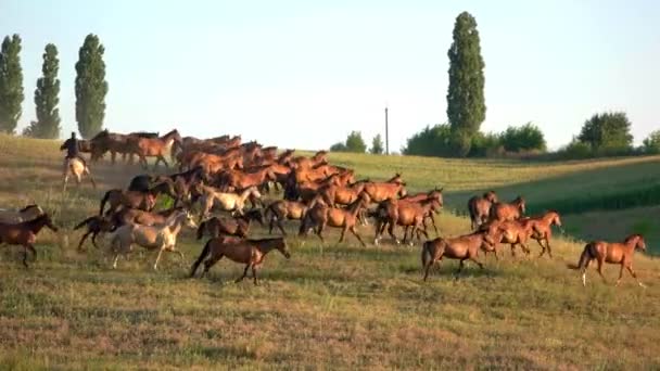 Caballos marrones corriendo sobre hierba . — Vídeos de Stock