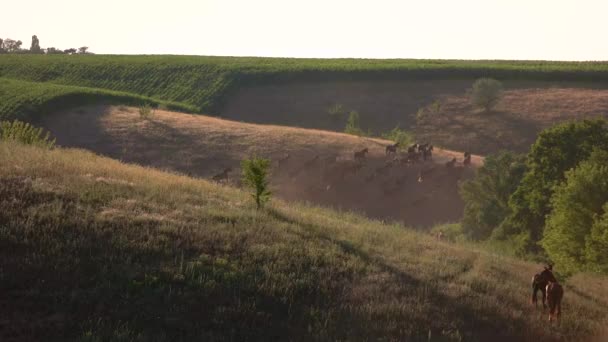 Pferde laufen auf Schanze. — Stockvideo