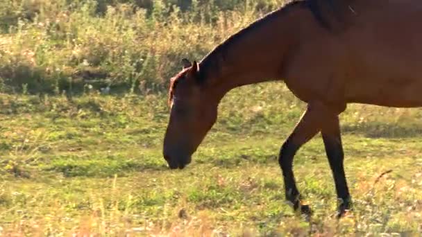 Caballo está caminando sobre hierba . — Vídeos de Stock