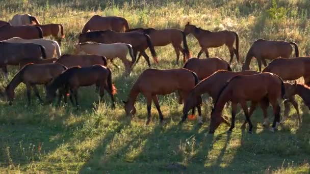 Лошади ходят и едят траву . — стоковое видео