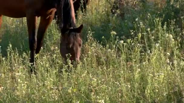 Hästen äter gräs. — Stockvideo