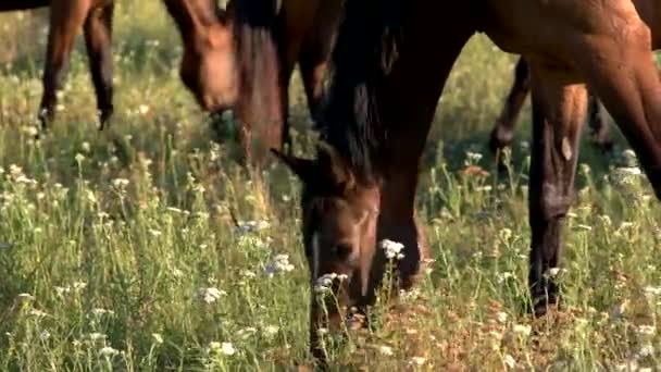 Häst äter gräs. — Stockvideo