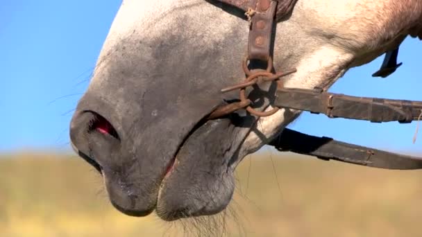 Nasenlöcher eines Pferdes. — Stockvideo