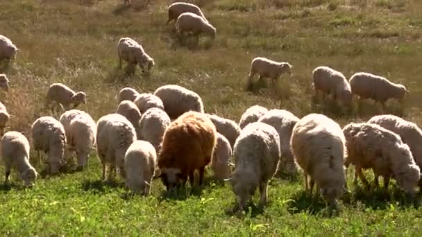 Flock of sheep eating grass. — Stock Video