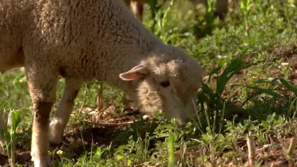 Lamb eats grass. — Stock Video