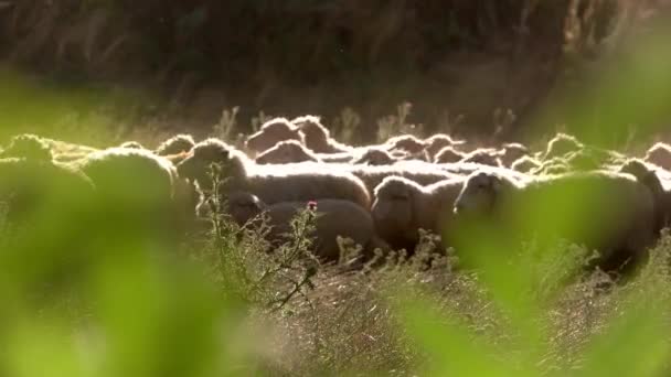 Stádo ovcí se pohybuje. — Stock video