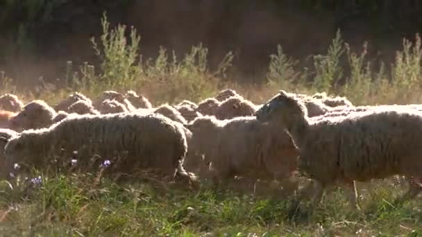 La manada de ovejas está caminando . — Vídeos de Stock