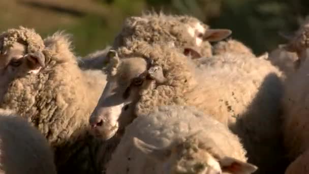 Schapen lopen. — Stockvideo