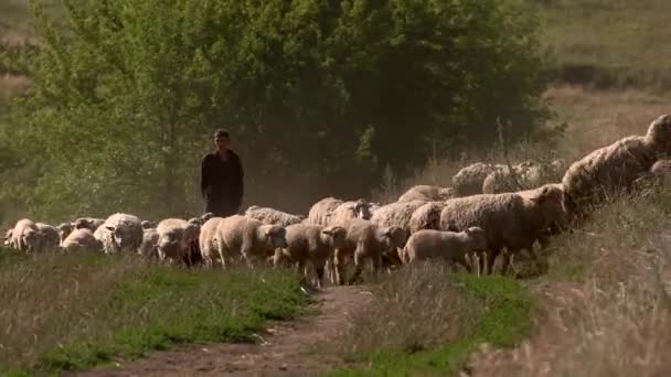 Człowiek i stado owiec. — Wideo stockowe