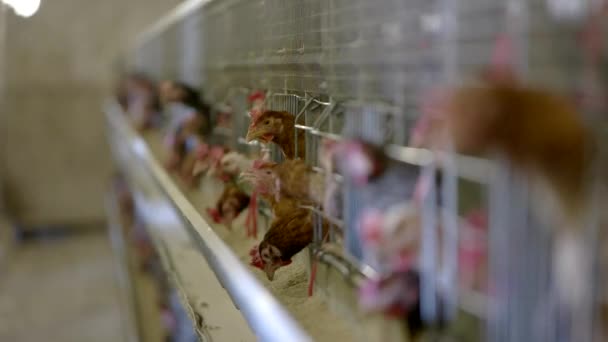 Hens in the cages. — Stock Video