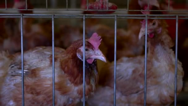 Gallinas en jaula . — Vídeo de stock