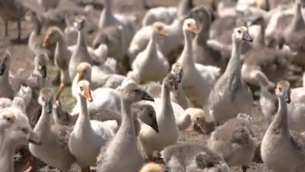 Oies marchant sur le sol . — Video