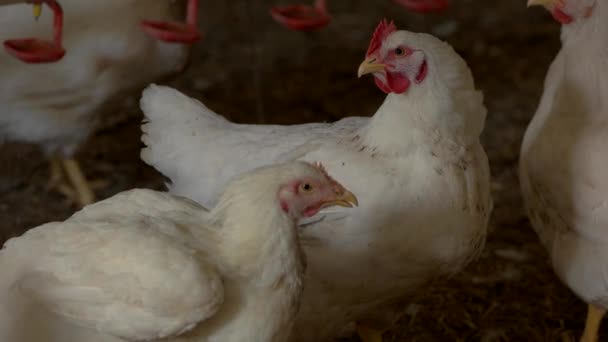 La gallina camina . — Vídeo de stock