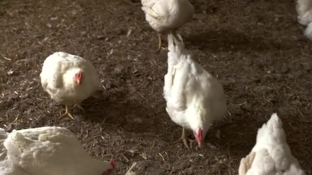 Witte kippen lopen op stro. — Stockvideo