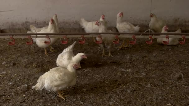 White hens stand on straw. — Stock Video