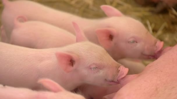 Свиньи пьют молоко из свиней . — стоковое видео