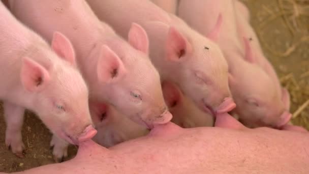 Piggies consumptiemelk van zeug. — Stockvideo