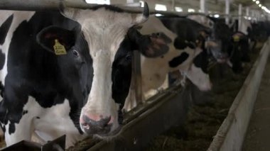 kulak etiketiyle inek.